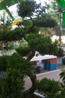 Longshan.Zoo.Flower.Market.Ximendig.2012.09.22.0058