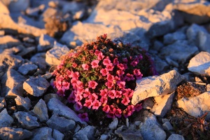 Dent.de.Crolles.2012.05.04 021