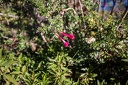 Day-03-Titicaca-Isla-del-Sol-0025
