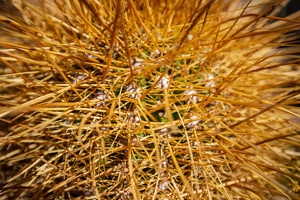 Day-14-Uyuni-Isla-Incahuasi-0022