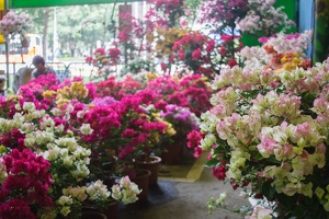 Longshan.Zoo.Flower.Market.Ximendig.2012.09.22.0063
