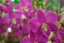 Longshan.Zoo.Flower.Market.Ximendig.2012.09.22.0068