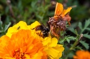 Mottets.Voie.Princesse.2012.08.12.0006