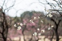 Tokyo.2015.0019