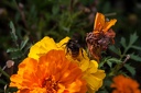 Mottets.Voie.Princesse.2012.08.12.0005