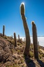 Day-14-Uyuni-Isla-Incahuasi-0023