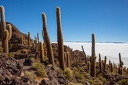 Day-14-Uyuni-Isla-Incahuasi-0031
