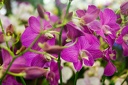 Longshan.Zoo.Flower.Market.Ximendig.2012.09.22.0066